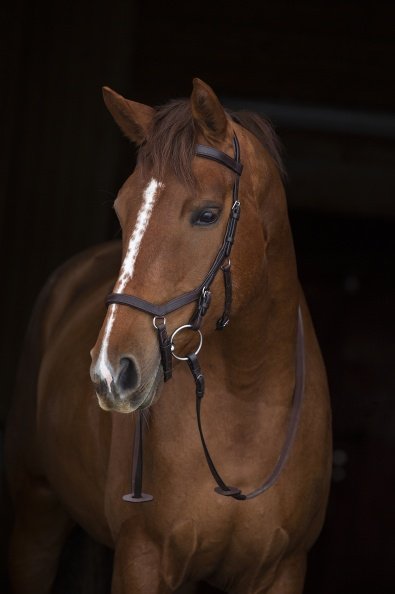 Leihgeb&uuml;hr f&uuml;r Horseware Micklem Competition Bridle Trense