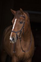 Leihgebühr für Horseware Micklem Competition...