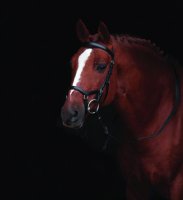 Leihgebühr für Horseware Micklem Competition...