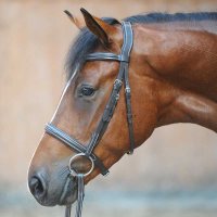 Kavalkade Huntertrense Akila englisches Reithalfter