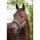 LeMieux Halfter Vogue Fleece Headcollar + Rope Hunter Green/Grey