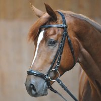 Kavalkade Trense Lina mit hannoverschem Reithalfter