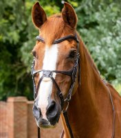 Premier Equine Trense Glorioso mexikanisches Reithalfter...