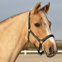 Euroriding Halfter Basic Dunkelgrün