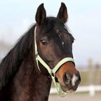 Euroriding Halfter Basic Lila