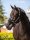 LeMieux Vogue Headcollar &amp; Leadrope Black