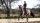 LeMieux Soft Shell Anti Slip Dressage Square Burgundy