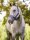 LeMieux Vogue Headcollar &amp; Leadrope Indigo
