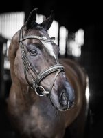 LeMieux Arika Dressage Bridle Black/Silver