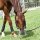Horse Athlete ThinLine Flexible Grazing-Maske 3,5cm Pony